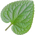 Egyptian violet leaf absolute